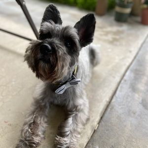 Meet your Posher, Grace